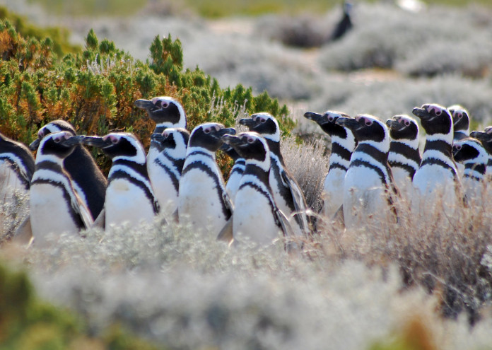 pinguinera-696x495-1.jpg
